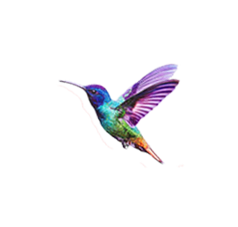 colibri